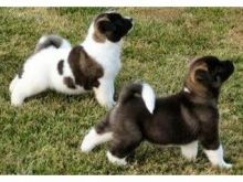 Cute colors Akita Inu puppies available