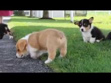 Cute Pembroke Welsh Corgi Puppies Available