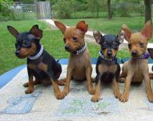 miniature doberman pinscher puppies ready now