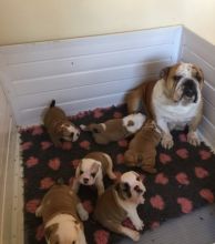 Playful English Bulldog puppies for Rehoming