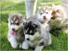 Pure Bred Siberian Husky Pups Available
