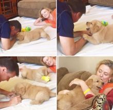 Registered Golden Retriever Puppies Available