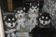 Sweet Alaskan Malamute puppies available