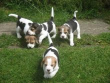 Tri Coloured Beagle Puppies Available