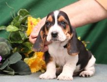 Two Basset hound puppies available.
