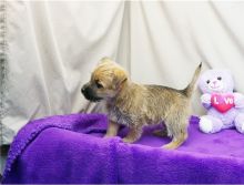 Very healthy and cute Cairn Terrier puppies