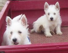 West Highland Terrier Puppies Available