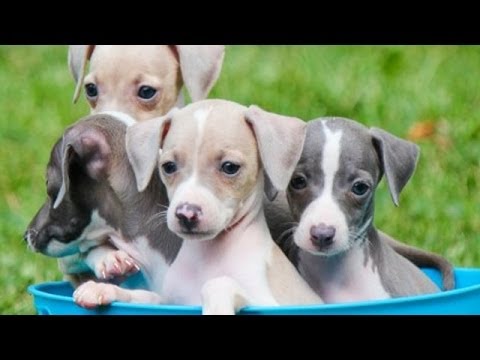 Beautiful Italian Greyhounds Available now Image eClassifieds4u