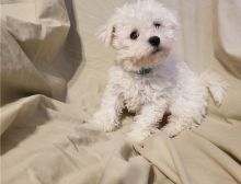 Adorable male and female Bichon frise puppies Image eClassifieds4U