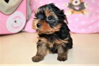 male and female Yorkshire terrier puppies Image eClassifieds4U