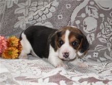Sweet & playful Beagle puppies. Image eClassifieds4U
