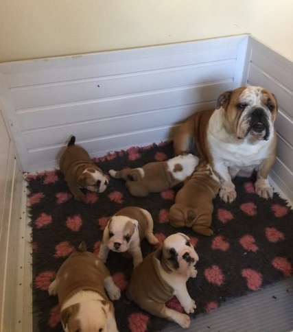 Playful English Bulldog puppies for Rehoming Image eClassifieds4u