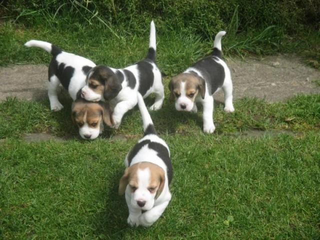 Tri Coloured Beagle Puppies Available Image eClassifieds4u