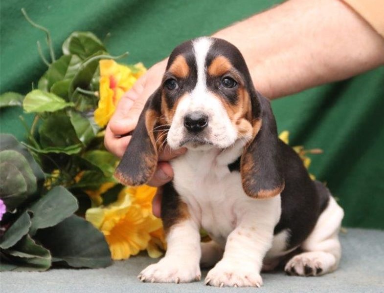 Two Basset hound puppies available. Image eClassifieds4u