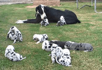 Great dane puppies ready Image eClassifieds4u