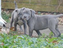 Blue nose American Pitbull terrier pups Available