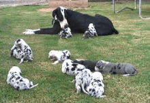 Great dane puppies ready