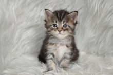 Adorable 12 weeks old Maine Cool kittens available.