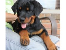 Beautiful male and female Rottweiler puppies.