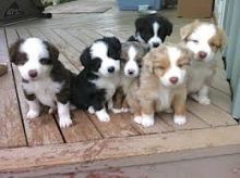 Charming Australian Shepherd puppies are now ready