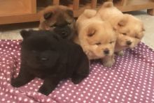 Chow Chow Puppies Available,