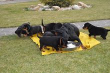 Cute Beauceron Puppies Available