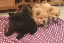 Cute Chow Chow Puppies Available,