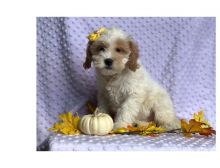 Cute male and female Cavapoo Puppies available.