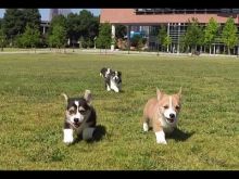 Cute Pembroke Welsh Corgi Puppies Available