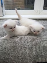 Cute Ragdoll Kittens Available