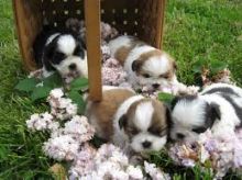 Cute Shih Tzu Puppies Ready