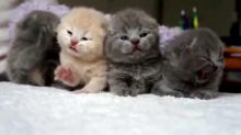 Excellent Scottish fold Kittens Available