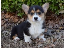 Healthy Home raised Pembroke Welsh Corgi puppies available.