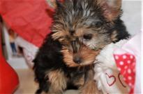 male and female Yorkshire terrier puppies