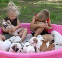 Playful English Bulldog puppies for Rehoming