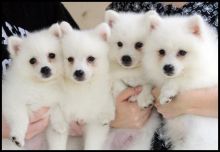 Purebred Japanese Spitz Puppies Available