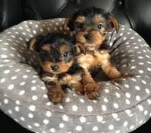 Teacup Yorkie Puppies Available