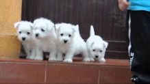 West Highland Terrier Puppies Available,