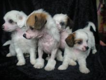 Wonderful Chinese crested pups Available