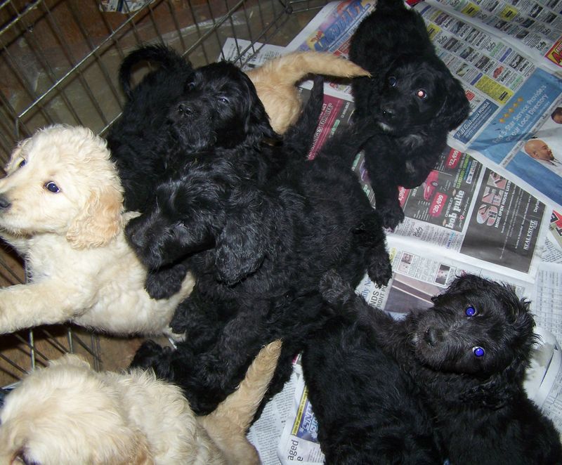 Accommodating Goldendoodle puppies ready Image eClassifieds4u
