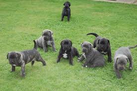 Beautiful Cane Corso puppies male and female Available . Image eClassifieds4u