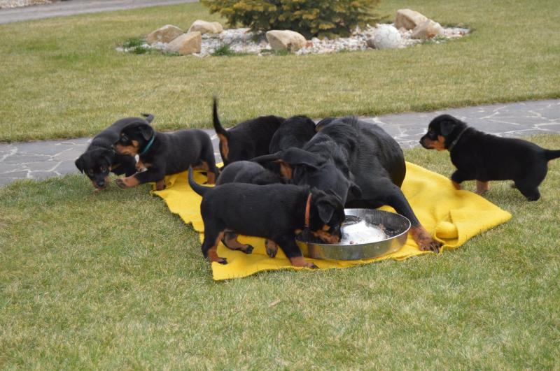 Cute Beauceron Puppies Available Image eClassifieds4u