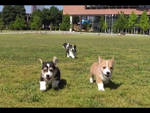 Cute Pembroke Welsh Corgi Puppies Available Image eClassifieds4u