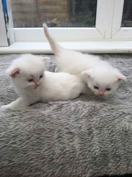 Cute Ragdoll Kittens Available Image eClassifieds4u