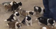 Beautiful Saint Bernard Pups available Image eClassifieds4U