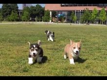 Cute Pembroke Welsh Corgi Puppies Available Image eClassifieds4U