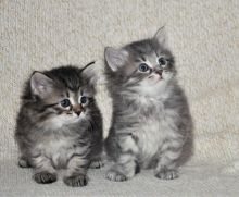 Super adorable Siberian kittens. Image eClassifieds4U