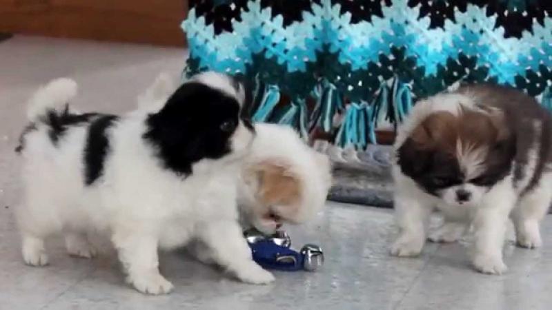 Purebred Japanese Chin Puppies Availabl Image eClassifieds4u