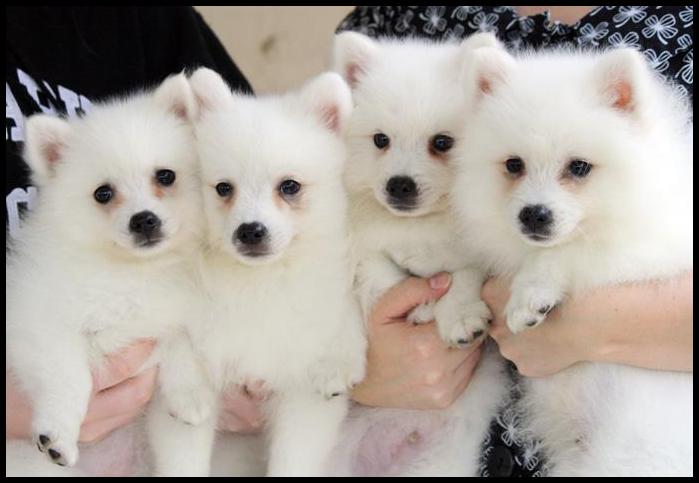 Purebred Japanese Spitz Puppies Available Image eClassifieds4u