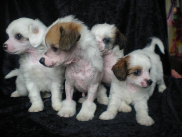 Wonderful Chinese crested pups Available Image eClassifieds4u
